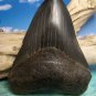 Fossil 4 3/4" Huge Black " Megalodon Shark " Tooth - 121mm - attractive Wood display Stand included