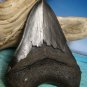 Fossil 4 3/4" Huge Black " Megalodon Shark " Tooth - 121mm - attractive Wood display Stand included