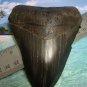 Fossil 4 3/4" Huge Black " Megalodon Shark " Tooth - 121mm - attractive Wood display Stand included